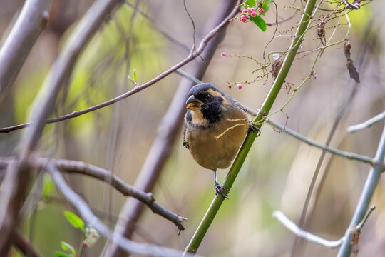 Male golden-billed saltator (Saltator aurantiirostris) perched on a branch.