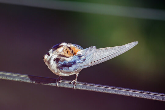 Barn Swallow (Hirundo rustica) perched on a wire cleaning its feathers.