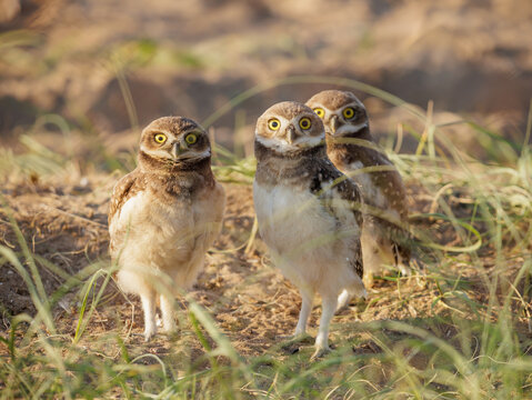 Three burrowing owls (Athene cunicularia) in a meadow in Buenos Aires.