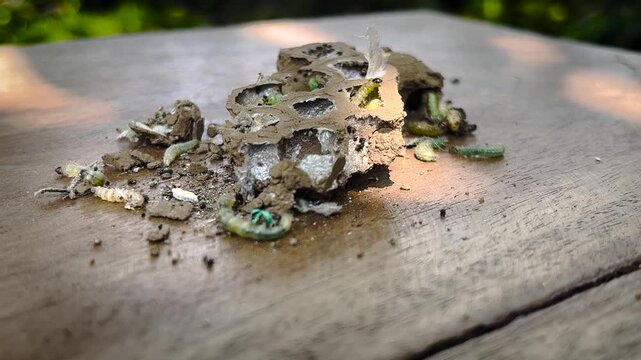 Broken Ground Wasp Nest With Larvae On Wooden Table Entomology Footage