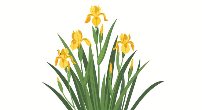 Vector illustration of yellow iris pseudacorus flowers and buds with long green sword-shaped leaves isolated on a white background, featuring botanical details of water flag or yellow flag.