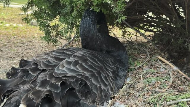 Black swan rests in its nest while carefully arranging twigs with its beak. Wildlife behavior scene highlighting parenting, protection, care and natural instinct