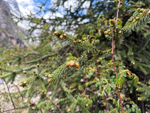 pine tree branches, young pine cones - closed up