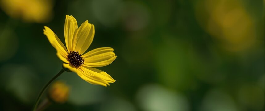 Yellow wedelia chinensis flower captured in natural outdoor light