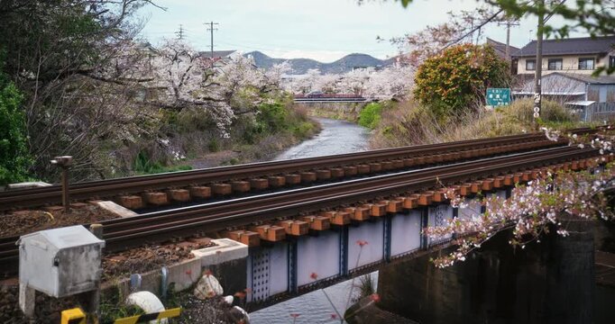 Train tracks on small bridge with surrounding spring cherry blossoms in Japanese town - steady cam