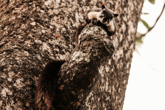 Black giant squirrel or Malayan giant squirrel (Ratufa bicolor) at Manas National Park, Assam, India