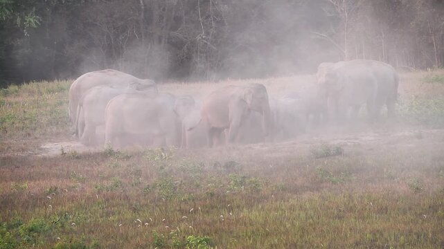 Witness a magnificent herd of Asian Elephants (Elephas maximus) as they gather at a natural salt lick to forage and socialise. Watch closely as these gentle giants engage in dust bathing, 