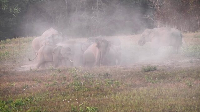Witness a magnificent herd of Asian Elephants (Elephas maximus) as they gather at a natural salt lick to forage and socialise. Watch closely as these gentle giants engage in dust bathing, 