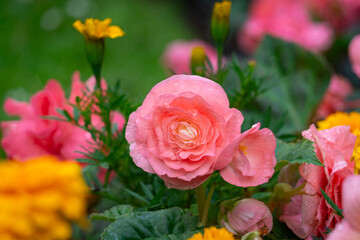 Fototapeta premium Blooming pink begonia flowers in summer garden