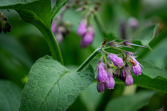 Comfrey plant, symphytum officinale, healing herb in the spring garden