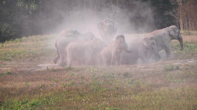 Witness a magnificent herd of Asian Elephants (Elephas maximus) as they gather at a natural salt lick to forage and socialise. Watch closely as these gentle giants engage in dust bathing, 