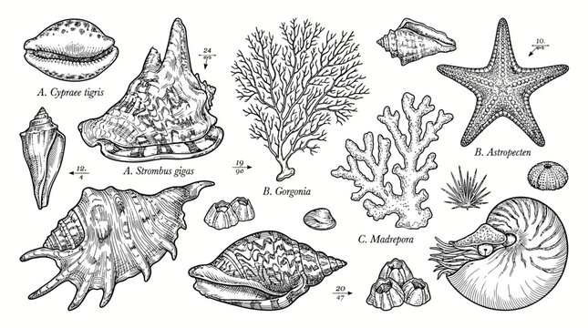 Collection of sea shells and a starfish.