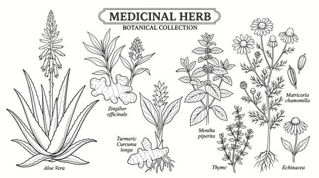 Detailed Botanical Illustration of Medicinal Herbs and Plants.