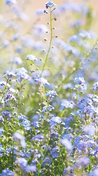 Decorative small blue wild Forget-me-not flowers blooming in summer garden on sunny day, outdoor lawn full of ornamental delicate blossoming Myosotis sylvatica flowers, spring season in nature.
