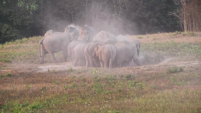 Witness a magnificent herd of Asian Elephants (Elephas maximus) as they gather at a natural salt lick to forage and socialise. Watch closely as these gentle giants engage in dust bathing, 