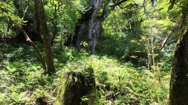 Quick tilt-up shot of the legendary Jomon Sugi tree from a wooden boardwalk with sunbeams in Yakushima forest