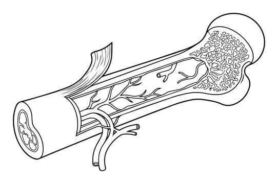 Human bone showing a longitudinal cross section, revealing bone marrow, spongy bone, blood vessels, and periosteum