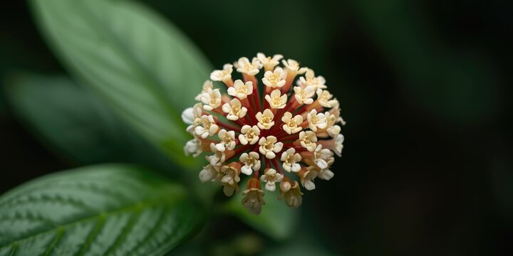 Sand Ginger botanical specimen Kaempferia galanga with fragrant flower clusters