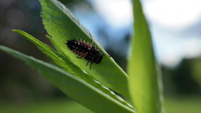 Seven-spot Ladybird Larva (Coccinella septempunctata) Eating Aphids on Green Leaf