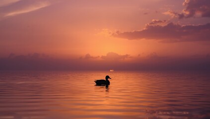 Fototapeta premium Serene sunset backdrop with isolated mallard duck silhouette on lake
