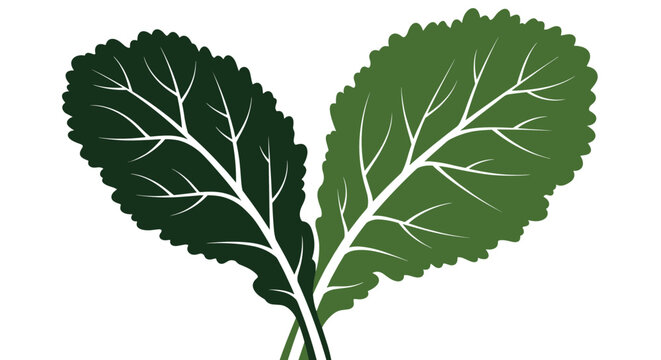 two fresh green kale leaves are crossed at the stem representing healthy organic produce and nutritious leafy vegetables.
