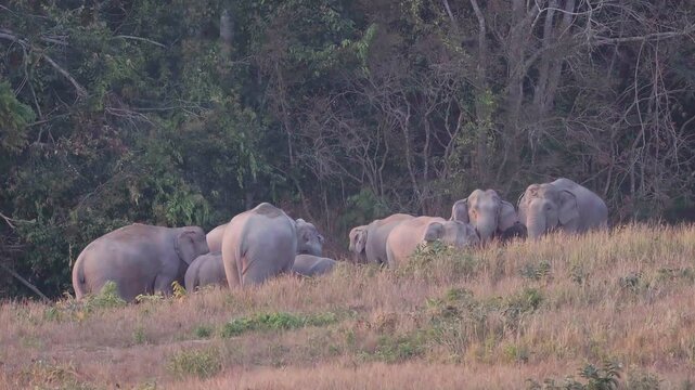 Witness a magnificent herd of Asian Elephants (Elephas maximus) as they gather at a natural salt lick to forage and socialise. Watch closely as these gentle giants engage in dust bathing, 