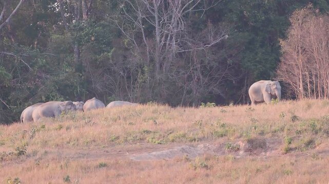Witness a magnificent herd of Asian Elephants (Elephas maximus) as they gather at a natural salt lick to forage and socialise. Watch closely as these gentle giants engage in dust bathing, 