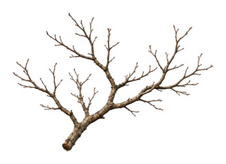 Fototapeta premium PNG Bare tree branch isolated on white background