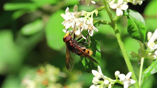 Hornet mimic hoverfly (Volucella zonaria) among wild privet flowers (Ligustrum vulgare), feeding on nectar, in slow motion.
