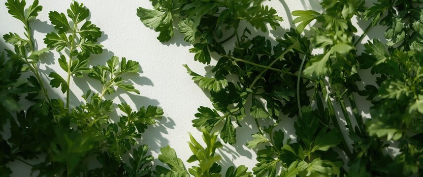 Detailed arrangement of crisp garden cress leaves featuring bright green tones and varied leaf forms against white backdrop