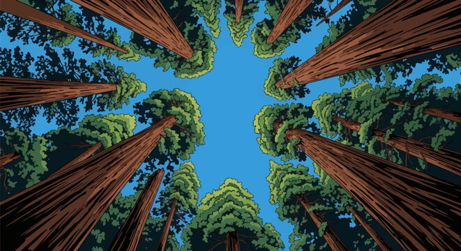 Looking up from the forest floor at tall redwood trees with massive brown trunks and green foliage pointing toward a clear blue sky, stylized vector illustration of a forest canopy.
