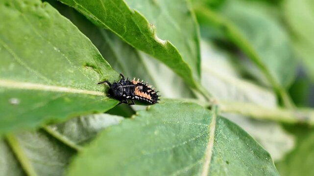 Seven-spot Ladybird Larva (Coccinella septempunctata) Eating Aphids on Green Leaf