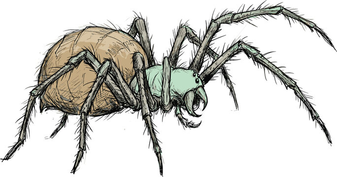 Detailed giant monster spider hand drawn vector illustration with creepy hairy legs and fangs isolated on a white background