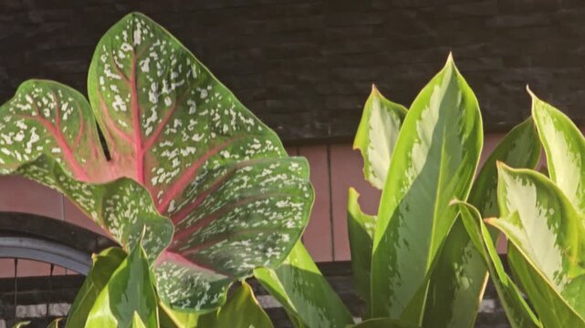 Close up of a beautifully patterned Caladium leaf with pink veins and white spots swaying gently in the breeze beside lush green foliage in a garden setting