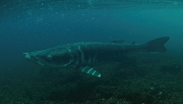Huso huso sturgeon recognized as the largest fish in freshwater habitats