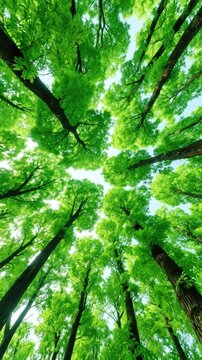 Low angle looking up view of tall green trees with thick dark trunks and dense bright green foliage growing under clear pale blue sky in lush summer forest