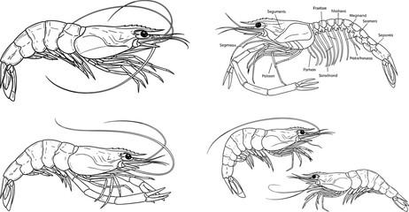 Fototapeta premium Shrimp line art vector diagram set with prawn anatomy infographic chart and detailed marine biological illustrations
