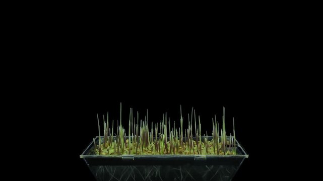 Time lapse of germinating microgreens rye seeds with ALPHA transparency channel isolated on black background