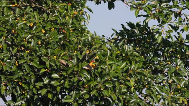 Witness the sheer majesty of the Great Hornbill (Buceros bicornis), the largest of Asia's hornbills, as it expertly forages for ripe wild figs. Watch as it uses its massive, ivory-colored casque 