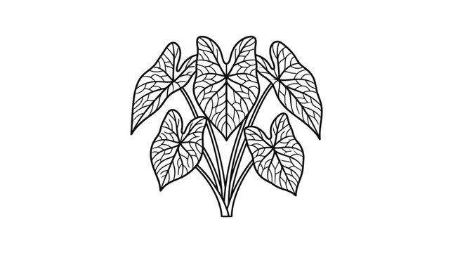 Group of caladium leaves botanical line art illustration.