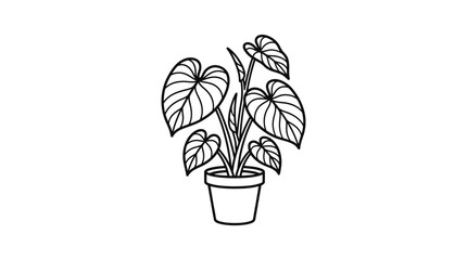 Heart leaf philodendron plant in a simple flower pot. © khirul afandi