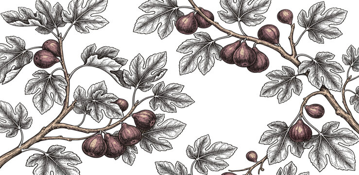 Background with fig tree brunch and leaves. Detailed hand drawn ink illustration for template layout design, brochure or cover for food card