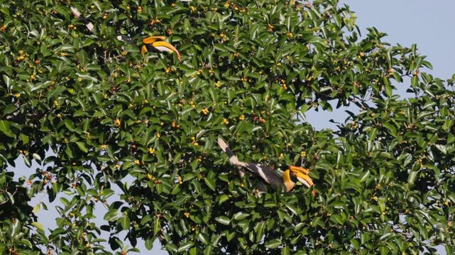 Witness the sheer majesty of the Great Hornbill (Buceros bicornis), the largest of Asia's hornbills, as it expertly forages for ripe wild figs. Watch as it uses its massive, ivory-colored casque 