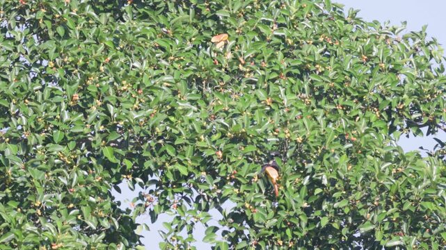 Witness the sheer majesty of the Great Hornbill (Buceros bicornis), the largest of Asia's hornbills, as it expertly forages for ripe wild figs. Watch as it uses its massive, ivory-colored casque 