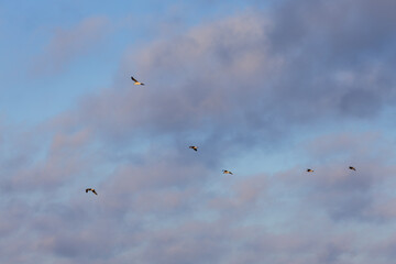 Obraz premium Flock of birds flying high in the blue sky with soft pastel clouds