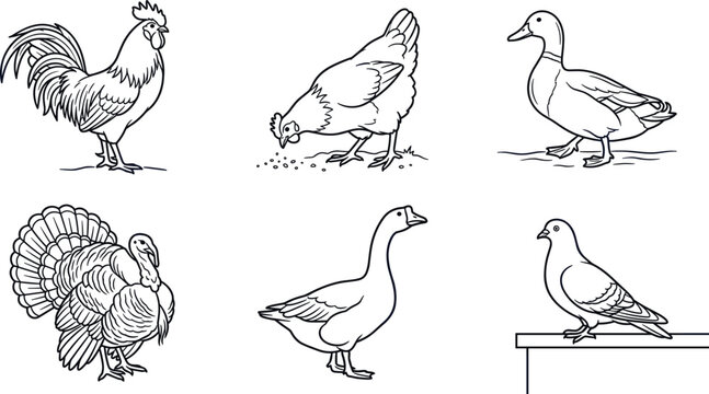 Farm Poultry and Domestic Birds Vector Set Featuring Outline Illustrations of Rooster Hen Duck Turkey Goose and Pigeon for Agriculture Logo Designs