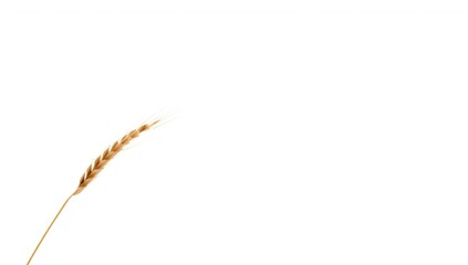 Obraz premium Ear of wheat shown in muted natural tones isolated on bright background for farming theme