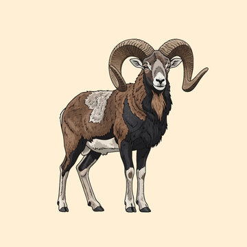 Full body vector illustration of a male mouflon wild sheep with large spiral horns, featuring a brown and white coat with black markings, isolated on a solid beige background.