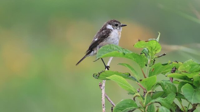 Juvenile Siberian Stonechat Calling and Taking Off at Wildflower Garden with Nikko Day Lilies Part 2 (4K with Audio)