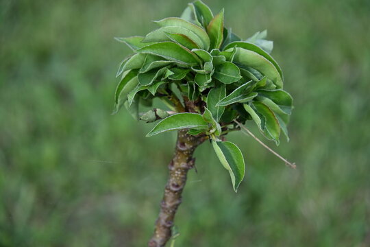 pommier
